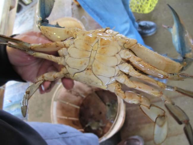 Maryland Blue Crabs and Oysters | Mother Would Know Male Or Female Crab Has More Meat