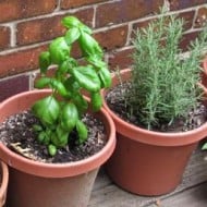 Growing herbs on the back deck – summer delight