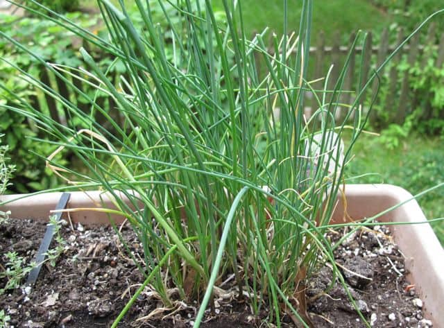 herbs, chives, save money