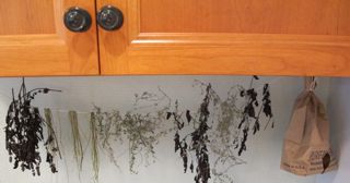 how herbs look after drying