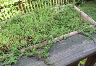 grow herbs, how to use herbs