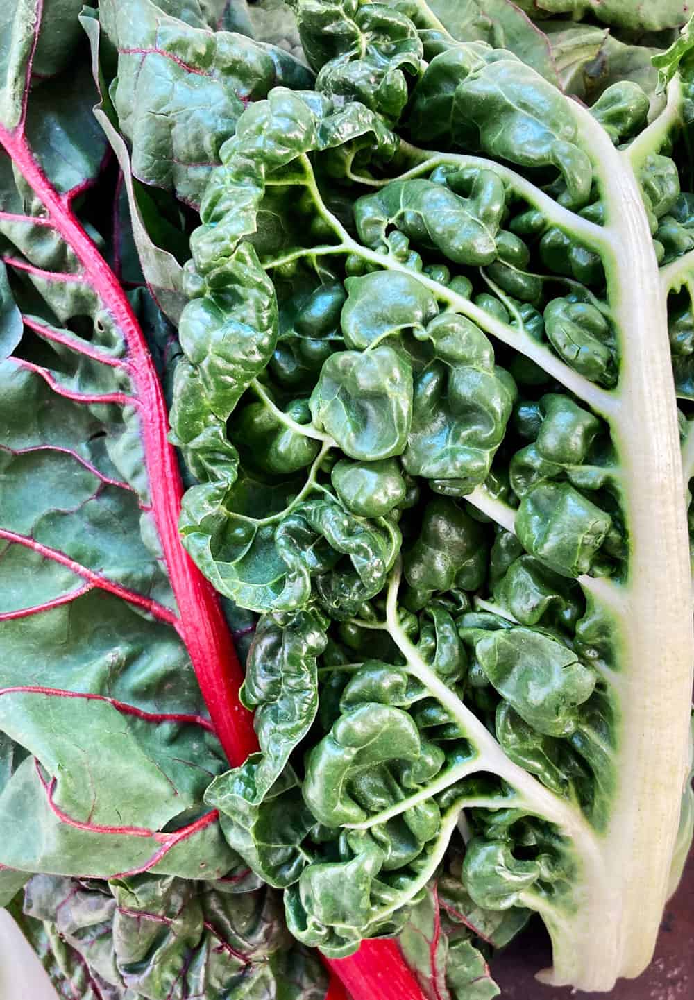 stalks of red and white (Swiss) chard