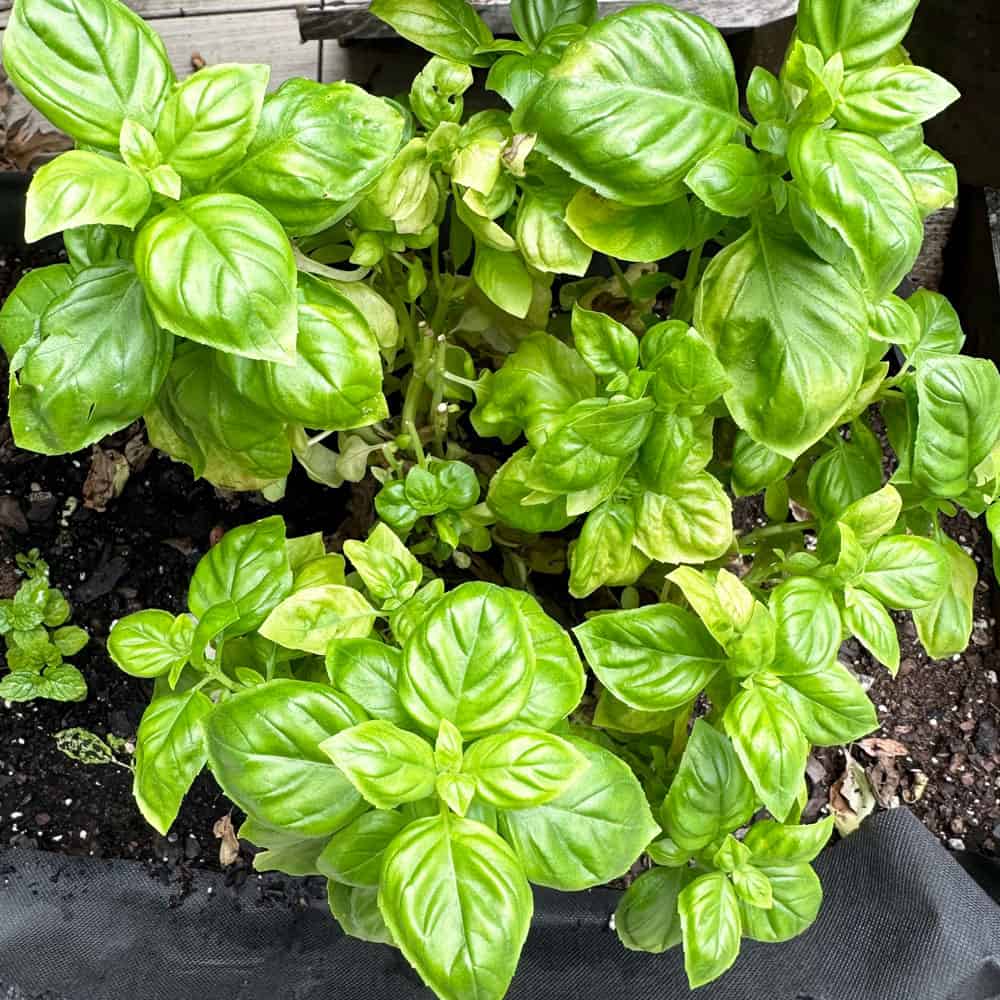 basil plant that grows on my deck